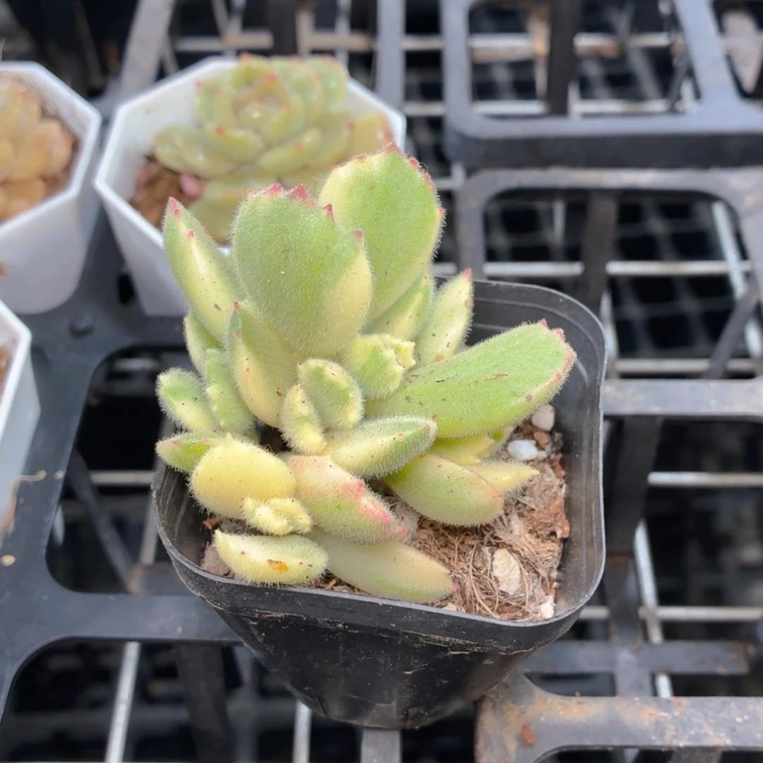 白熊多肉9.9包邮发货