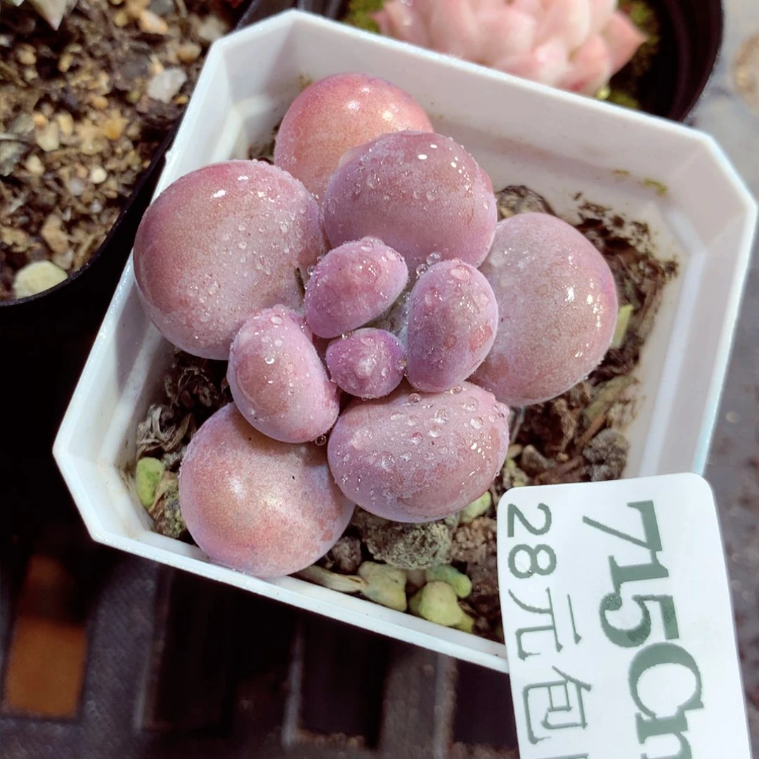 5厘米盆精控多肉715