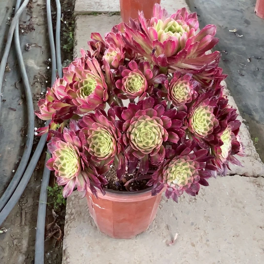 当前无花朵，栽培后可花朵