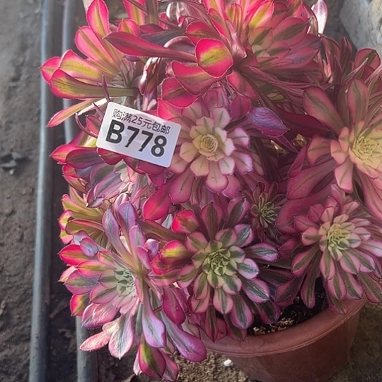 三*多肉植物一个没主头