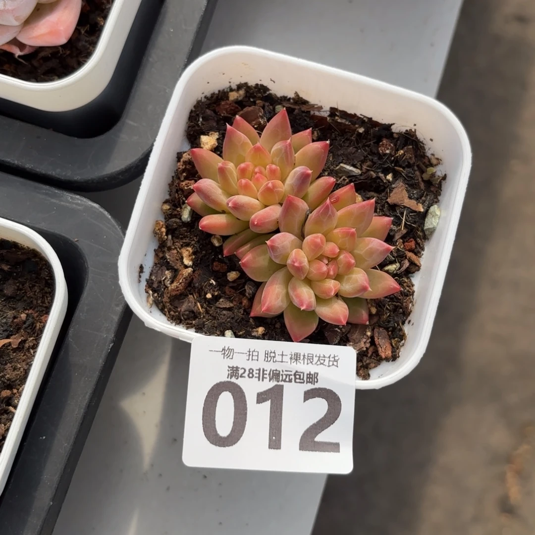 甲骨文鱼盆土发货