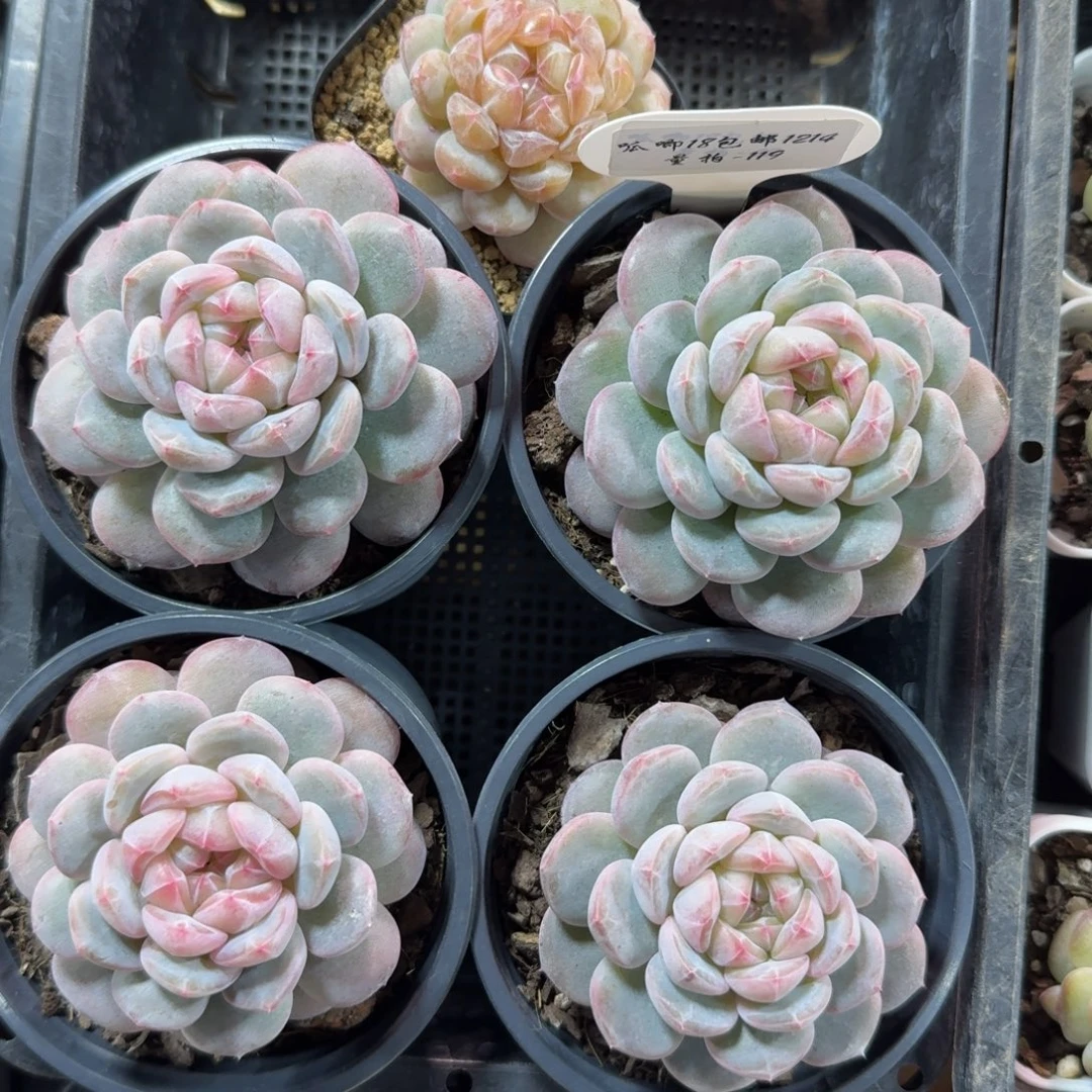 1214-119-紫色为尊一颗量拍