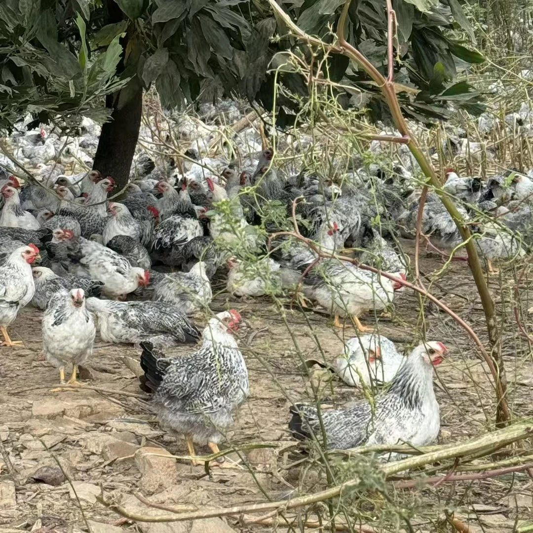 5只小稻花鸡 公母搭配 单只1.5斤以上 山林散养肉质鲜美 顺丰包邮