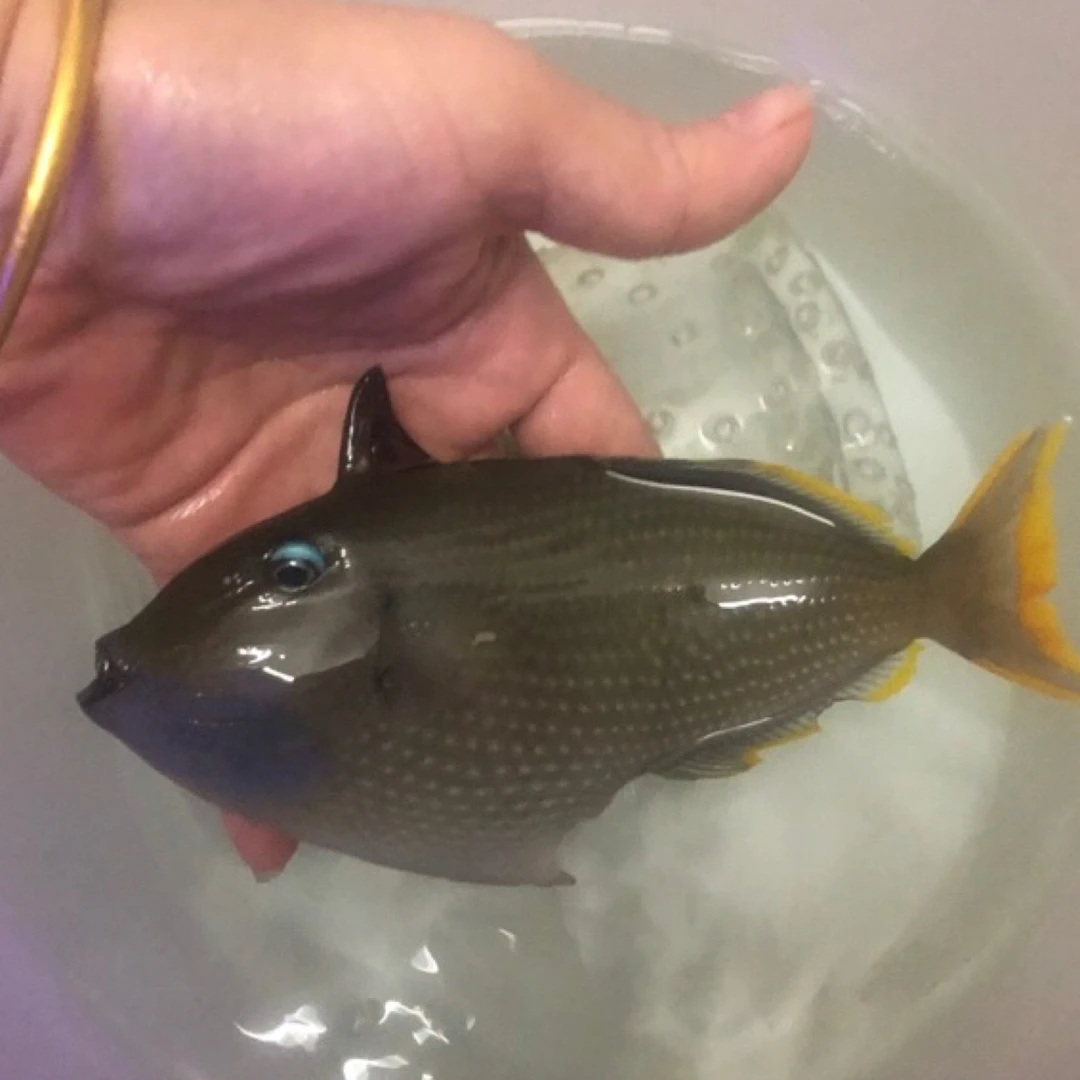 海水观赏鱼蓝面炮弹公母水族箱宠物已检疫顺丰空运