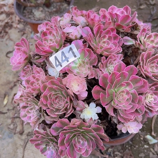 褔***星多肉植物一个粉同