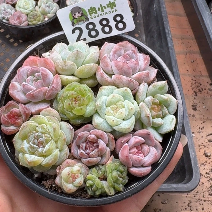 无花朵多肉植物多肉植物