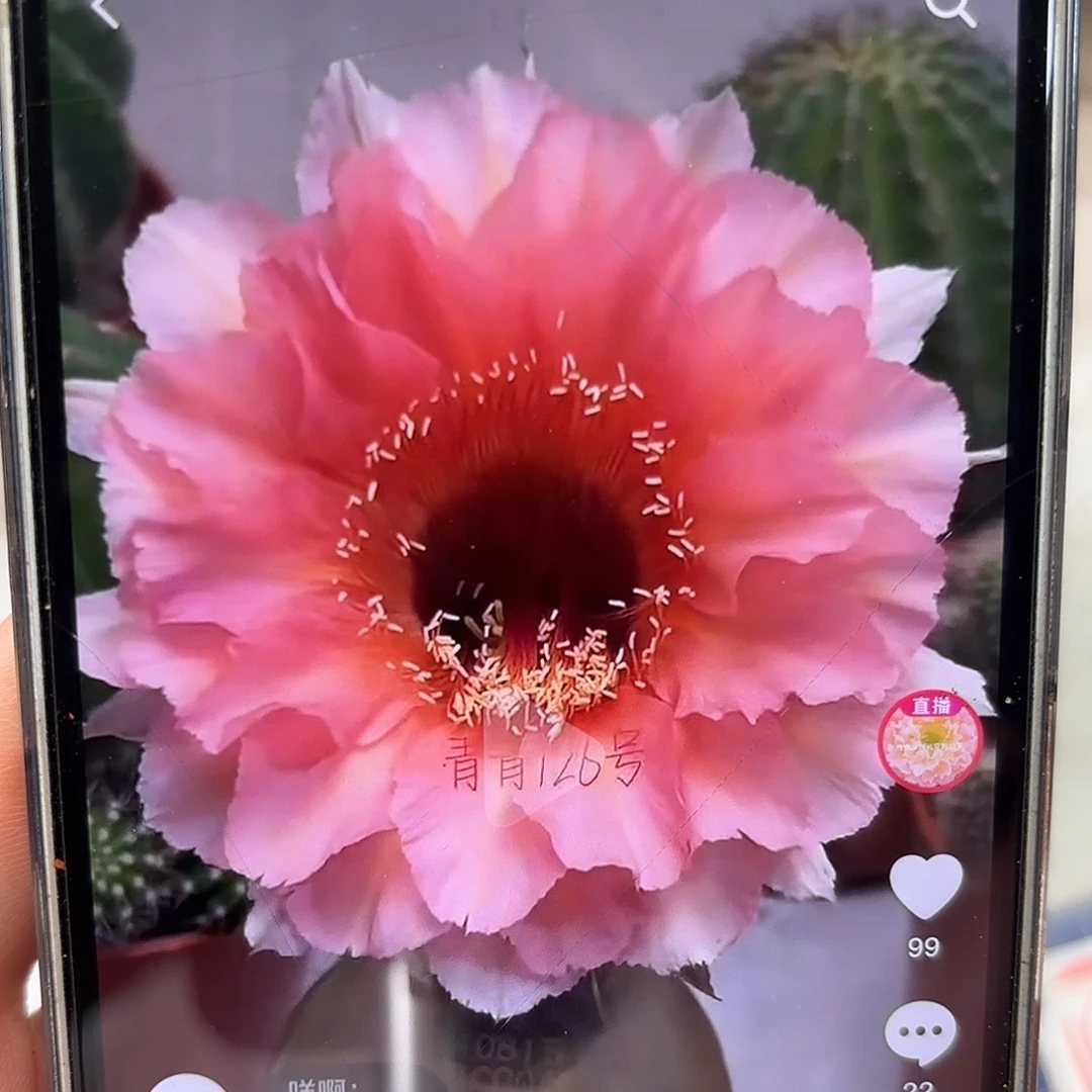 彩草126号5.5公分左右