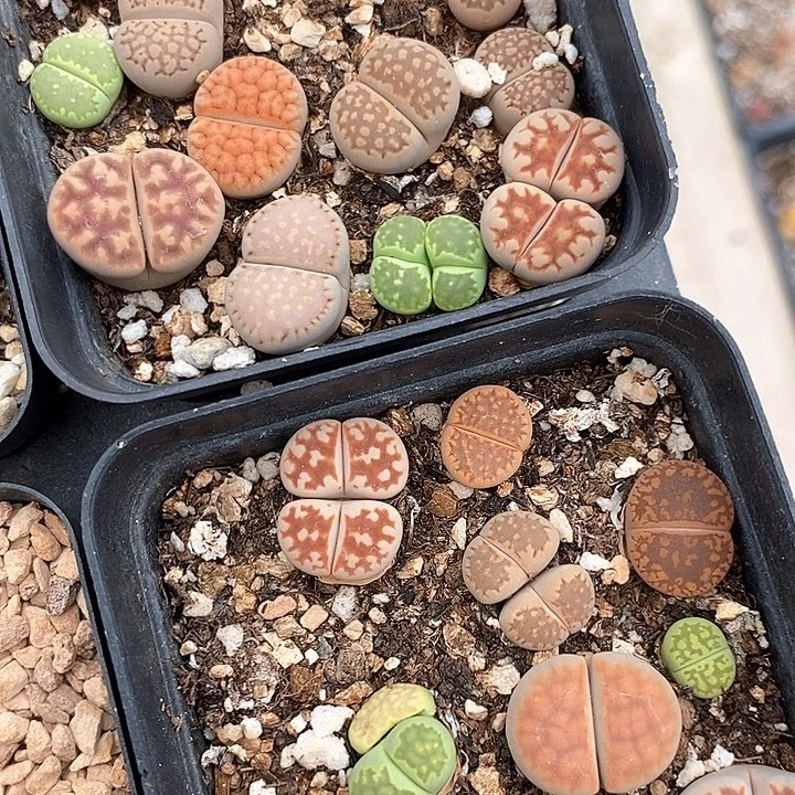 彩色生石花50颗一组