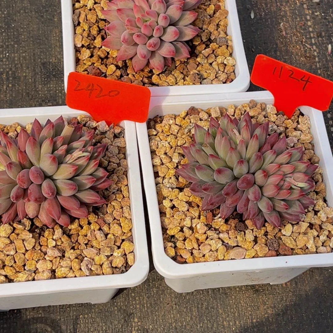 S**莉0005.1124.2420号上午多肉植物群生多肉