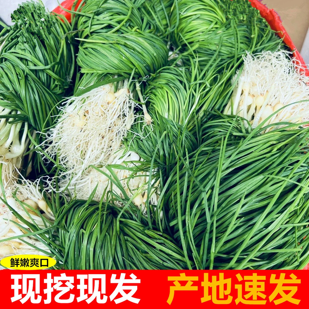 湘西野生新鲜当季野葱现挖沙葱薤白百香葱苦藠头小根蒜胡葱可种苗