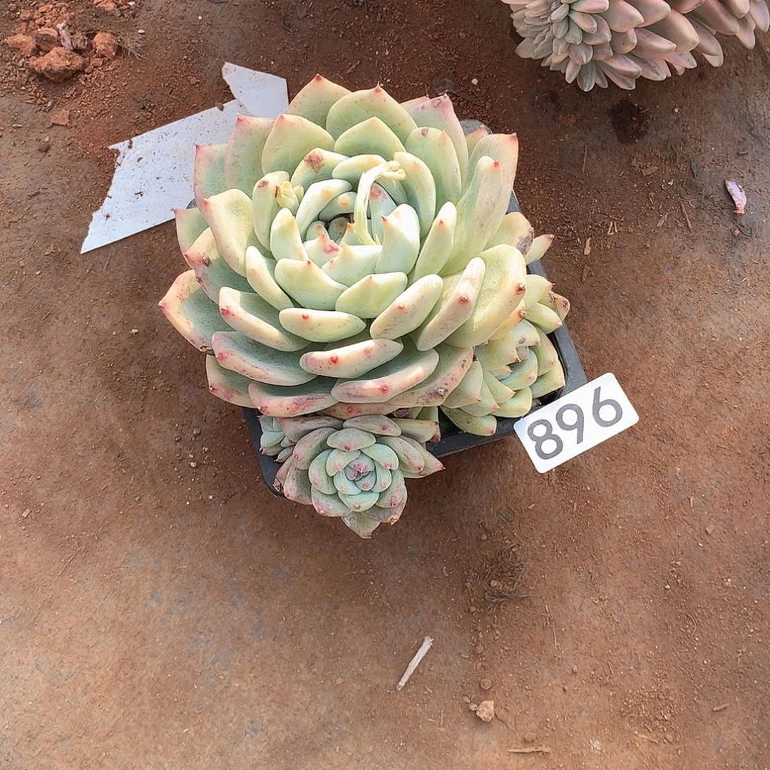 896拉糖 一物一拍多肉