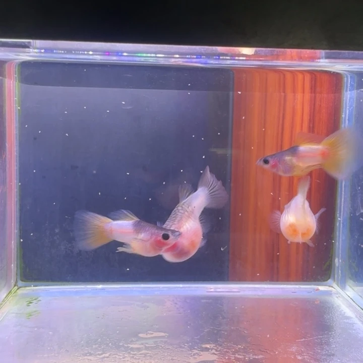 王****孔雀鱼粉猫球三公两母