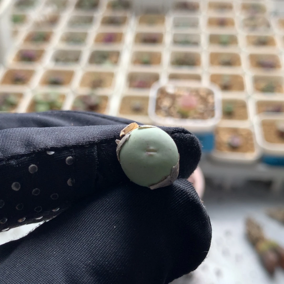 012v嘴sh433福利一颗