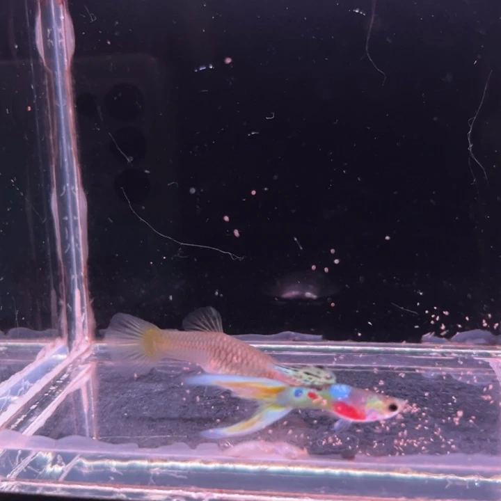 孔雀鱼霓虹双剑1对