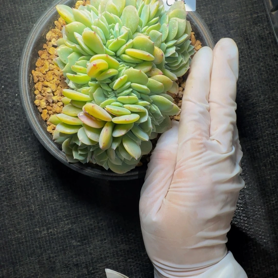 c c c c c c c 64