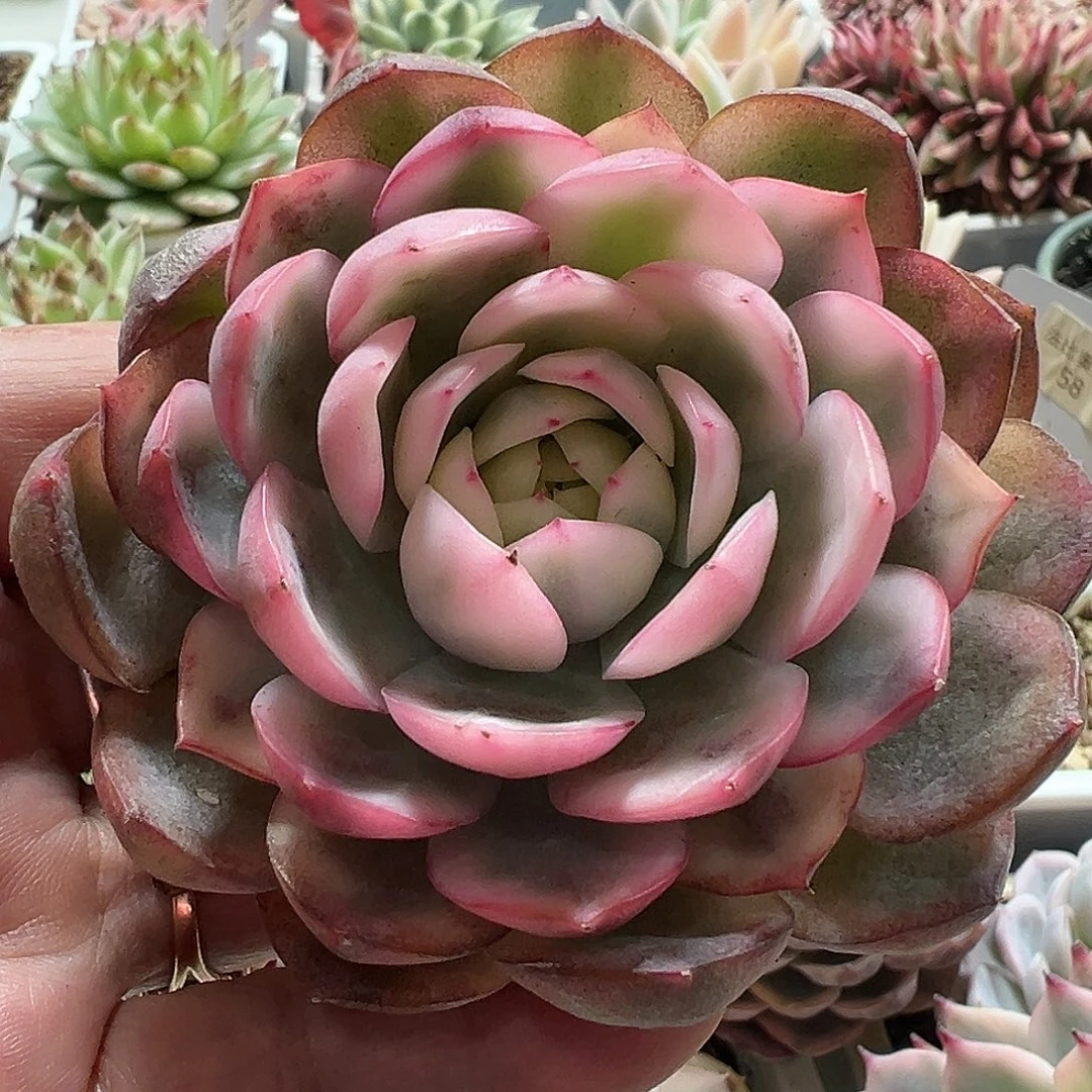 韩水晶锦多肉植物