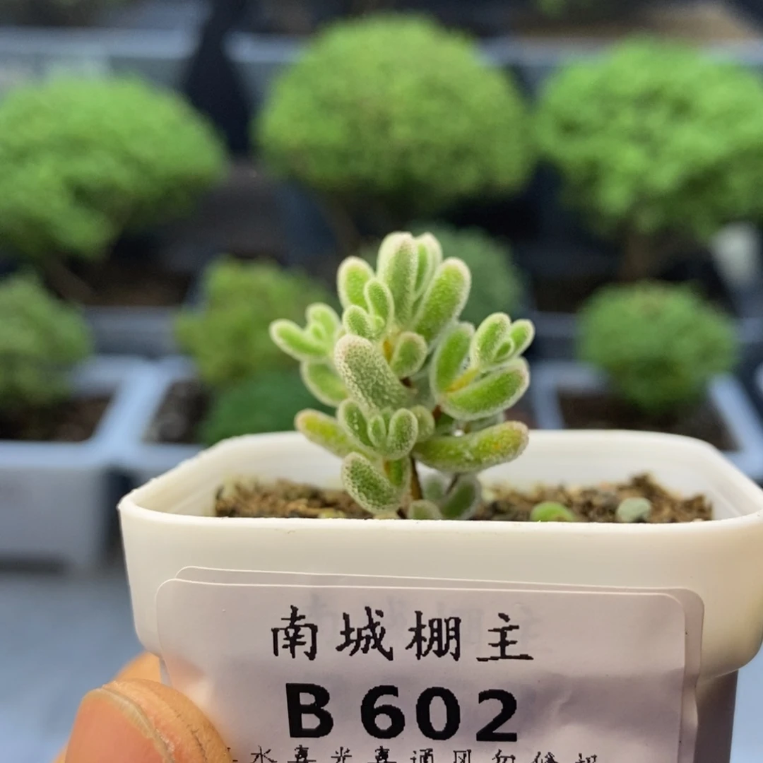 602冰糖枝干番杏