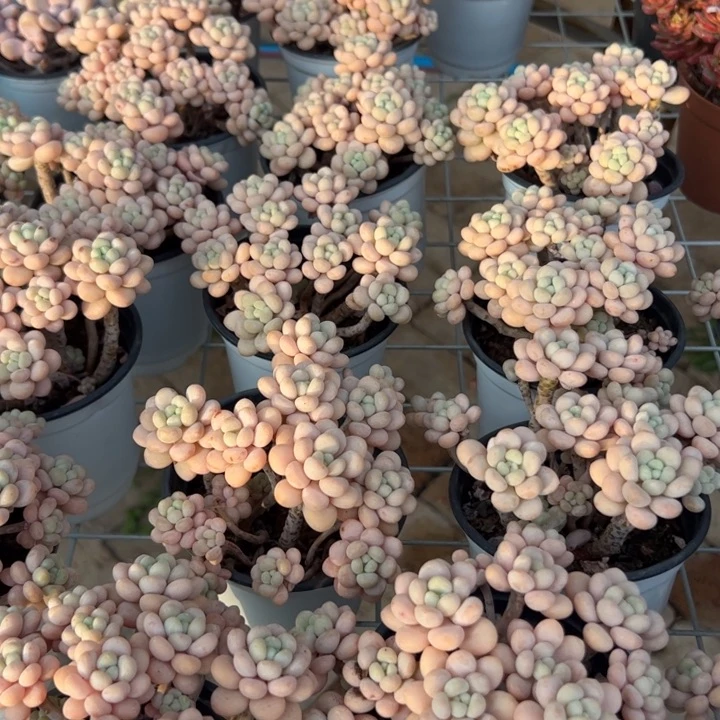 新疆包邮 洛可可