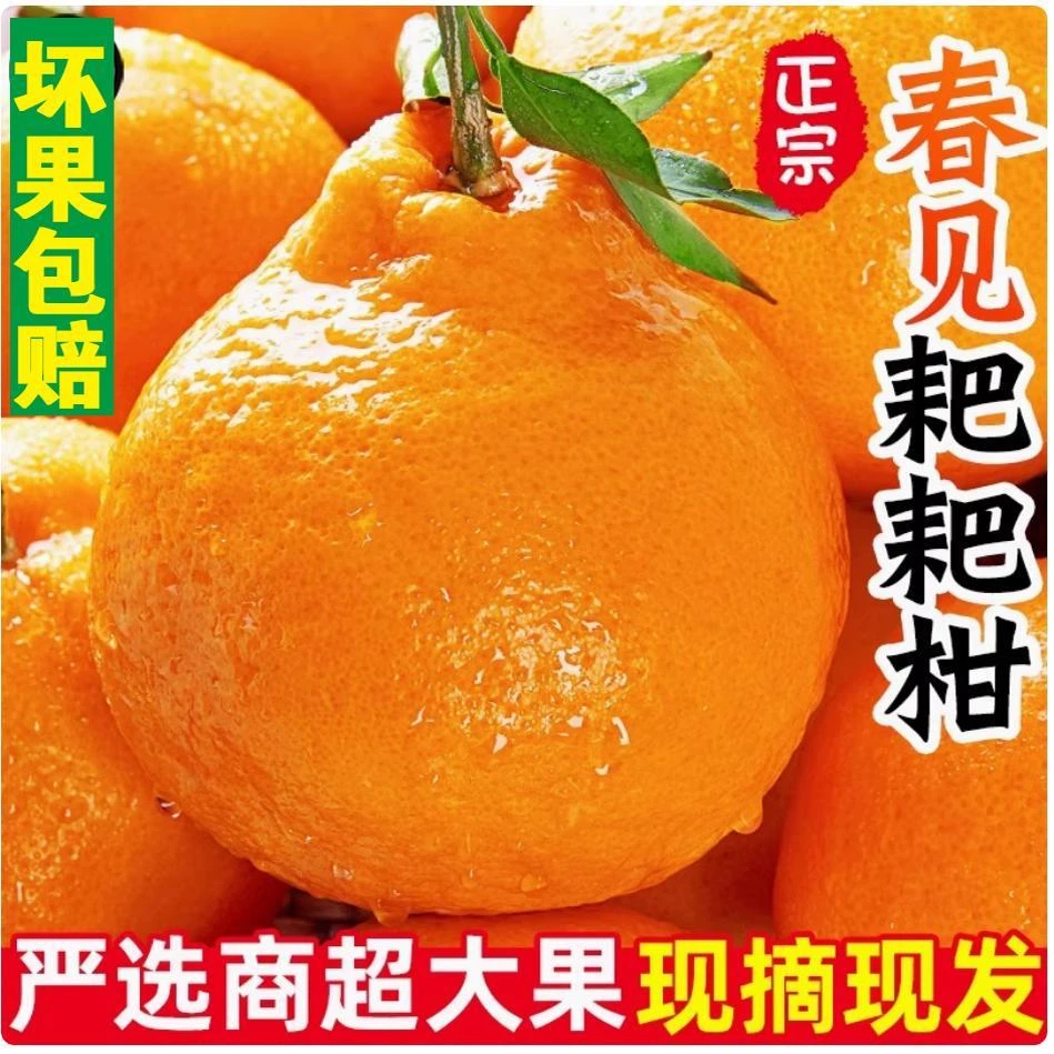四川春见耙耙柑粑粑柑杷杷柑正宗当季水果新鲜整箱丑桔橘子现摘