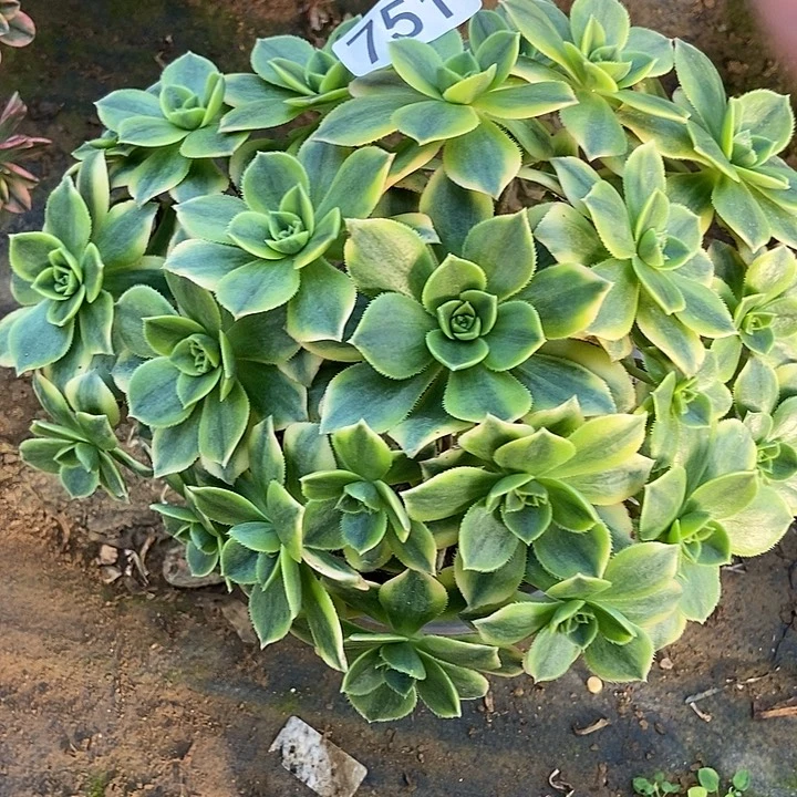 星爆多肉751多肉不包断