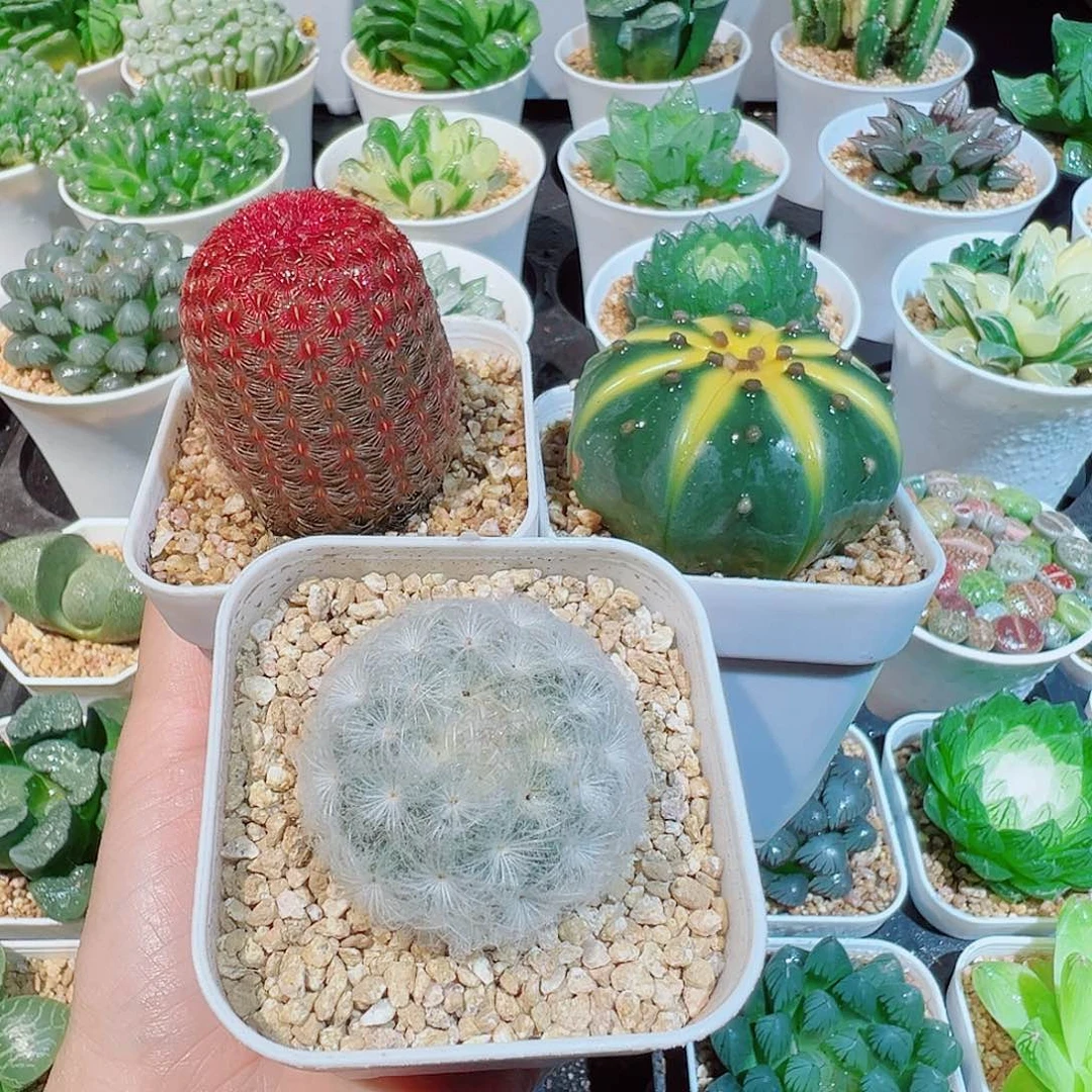 组合三个仙人球多肉多