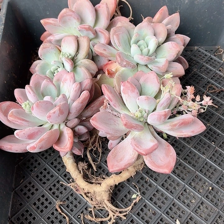 奥普里琳娜三个双头