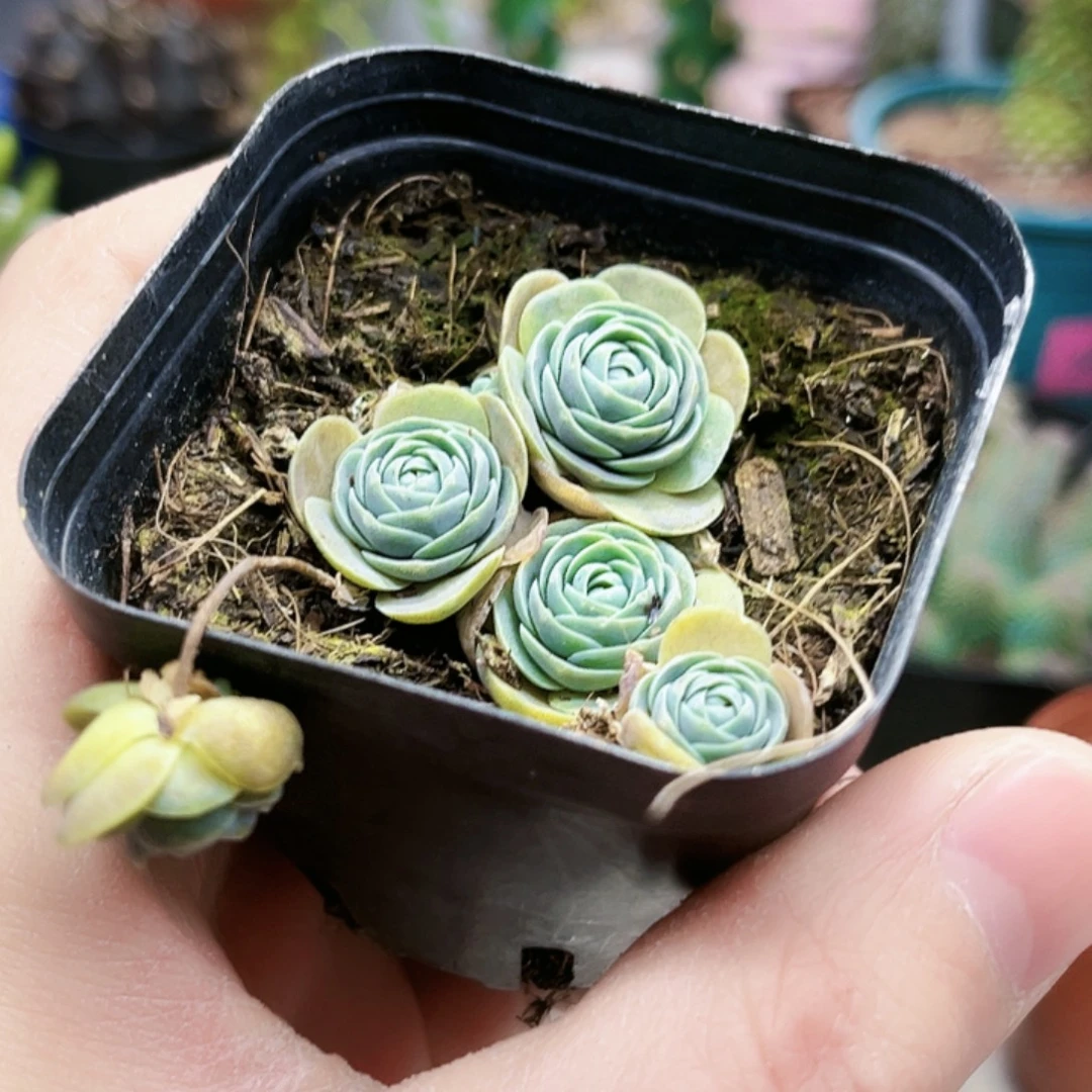 子持莲华多肉植物