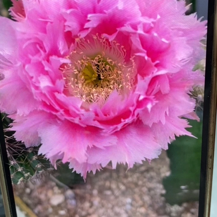 彩草羽毛3号7.5公分左右干皮