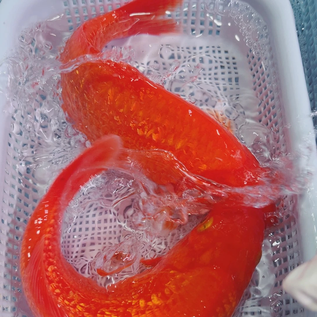 锦鲤锦鲤冷水鱼观赏