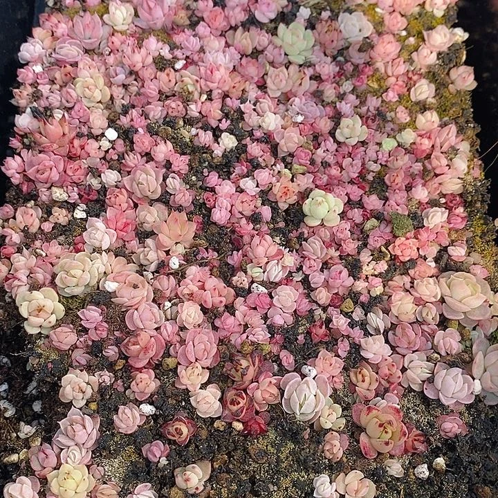 122 多肉植物盆栽花卉植物