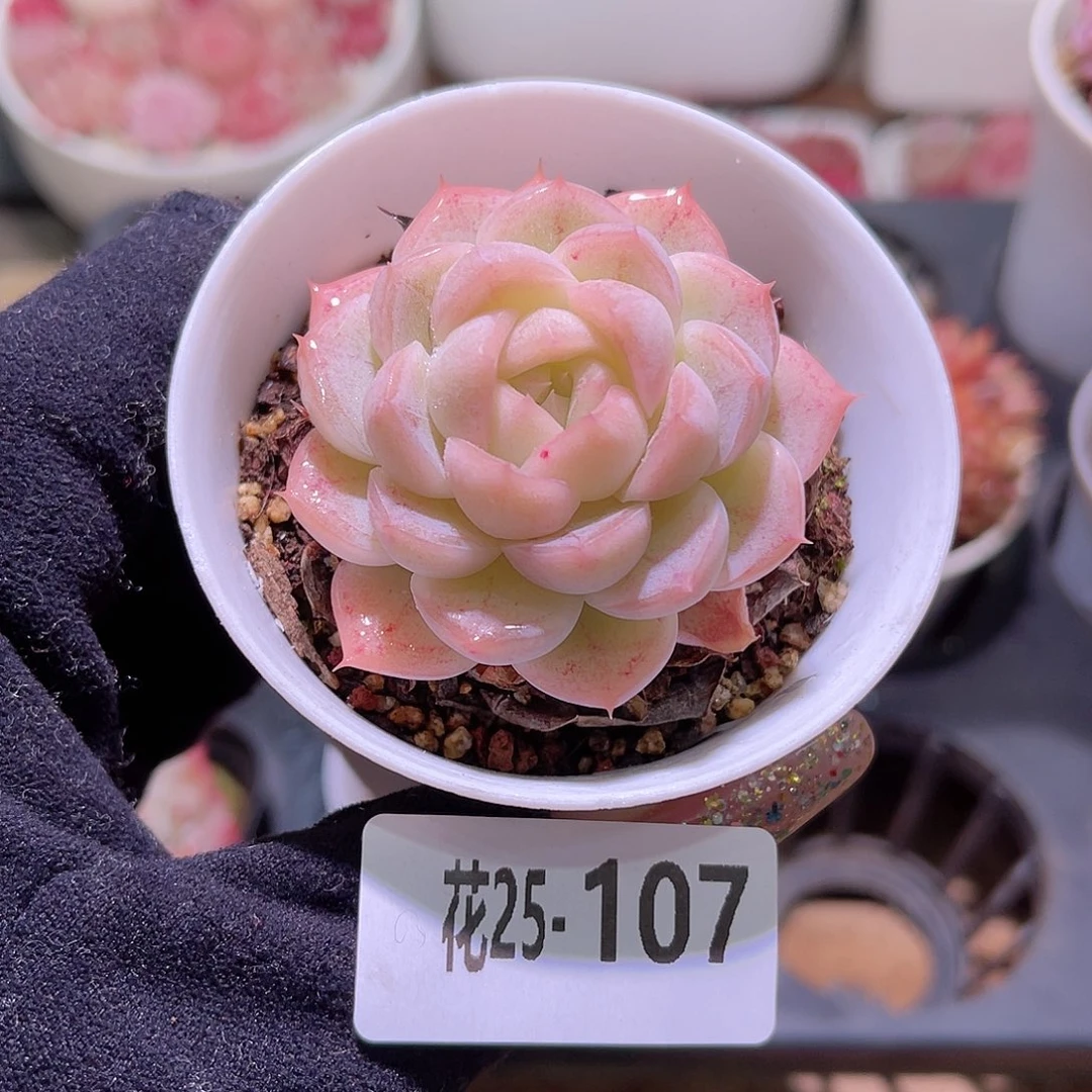 花利美25-107麦秆单头