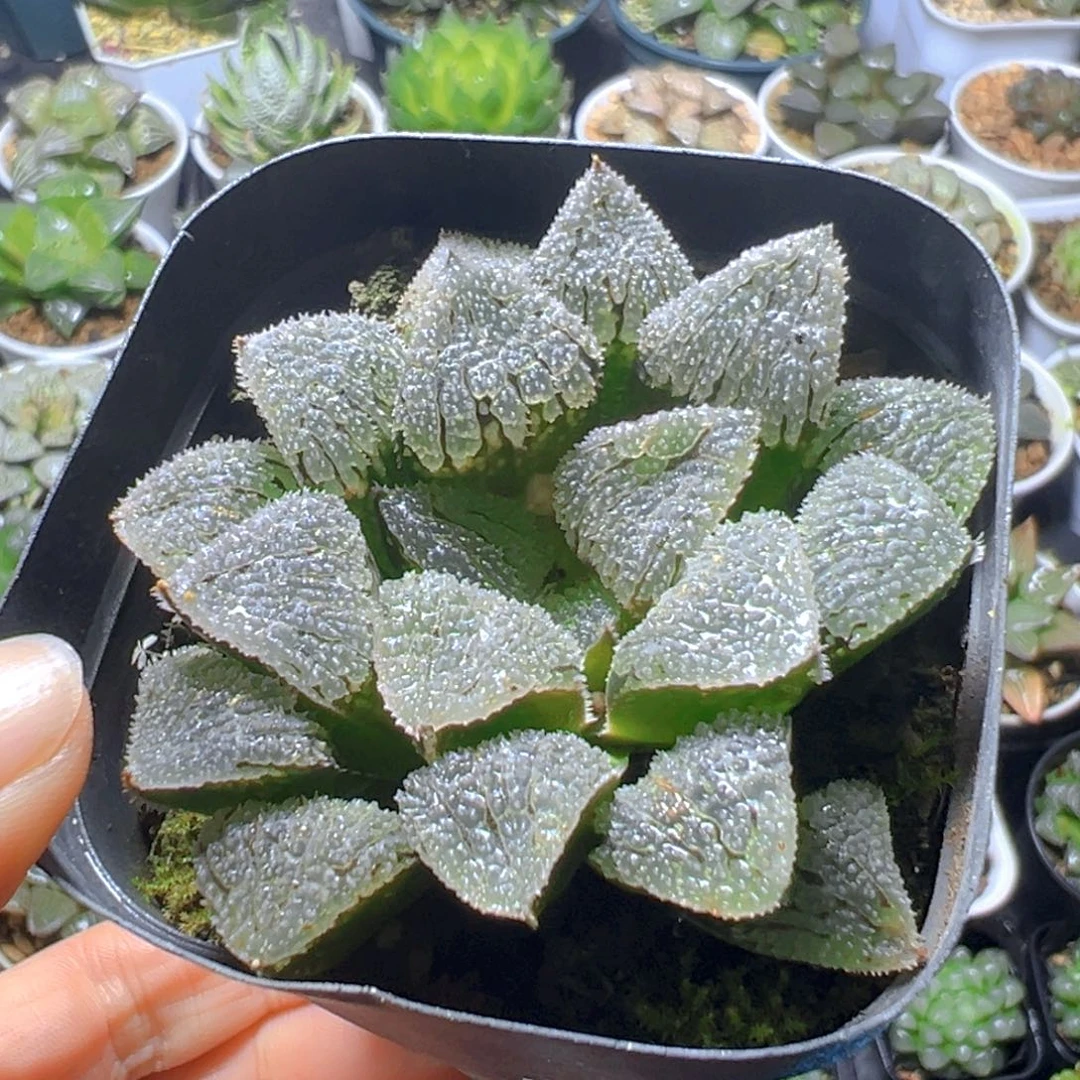 聚味城玉露多肉多肉多肉