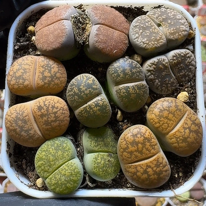 生石花1111111。   16