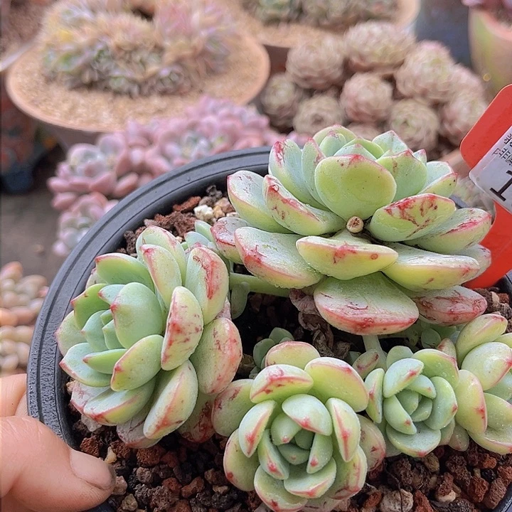 1007香草。           