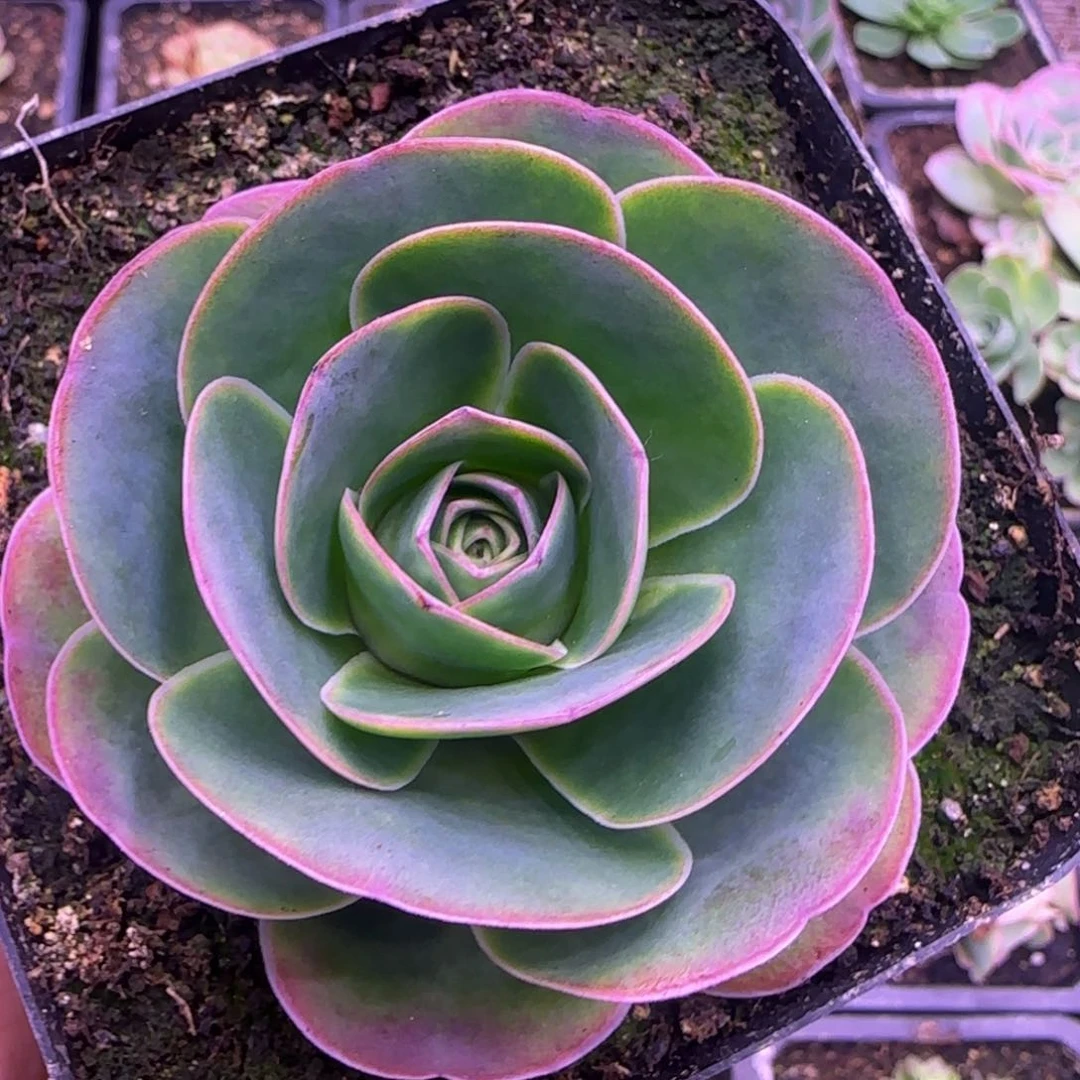 包心单头7厘米124575776