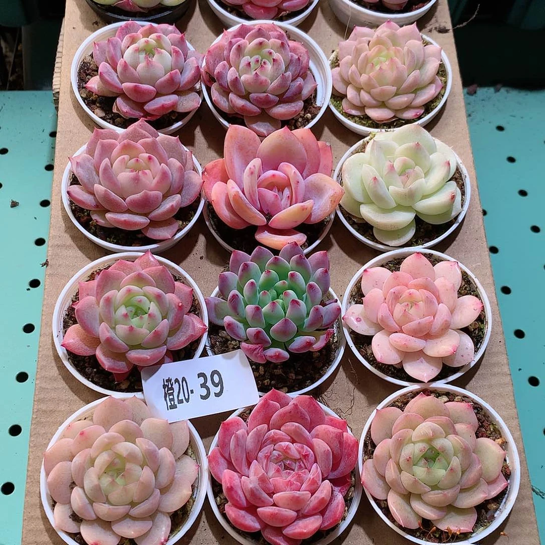 20-39一物一拍带盆18颗。