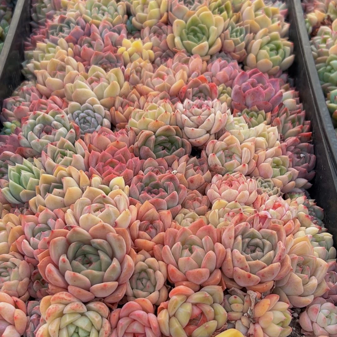 789多肉葡萄领导人的