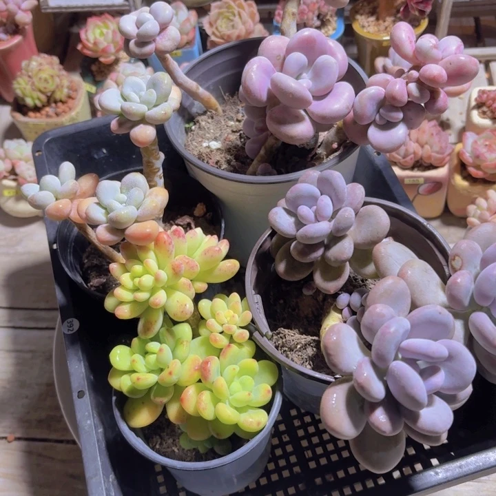 框拍一物一拍编号392