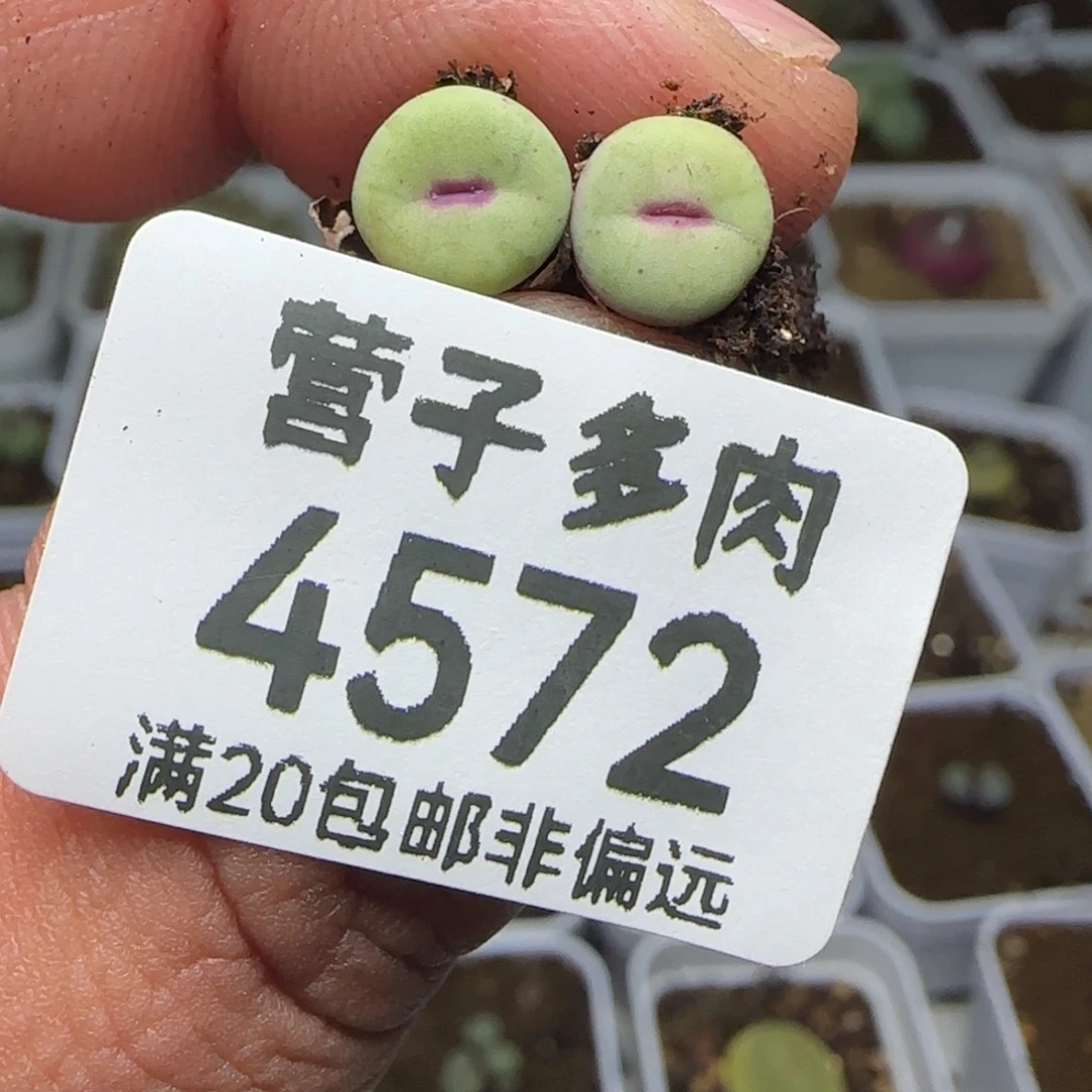 1380b两颗。