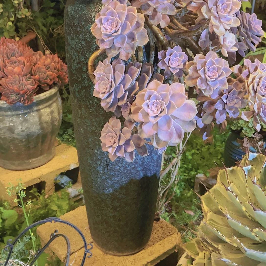 红陶?*然多肉植物保护研究所