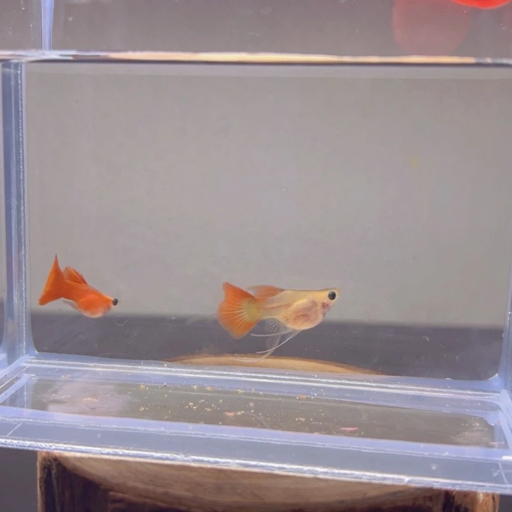 孔雀鱼玻璃挖孔雀鱼22