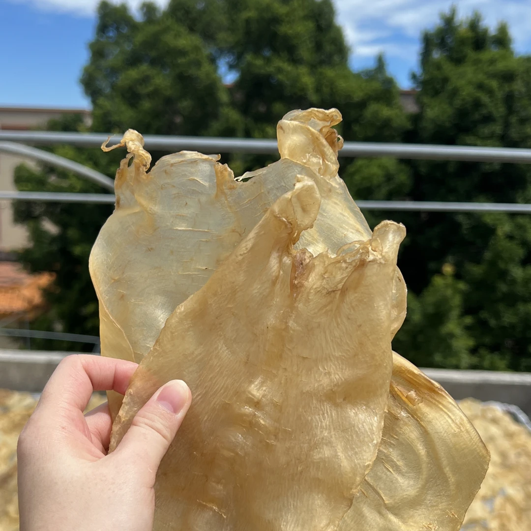 广东南澳  原装蜘蛛片 甲肚蜘蛛片 一斤14头