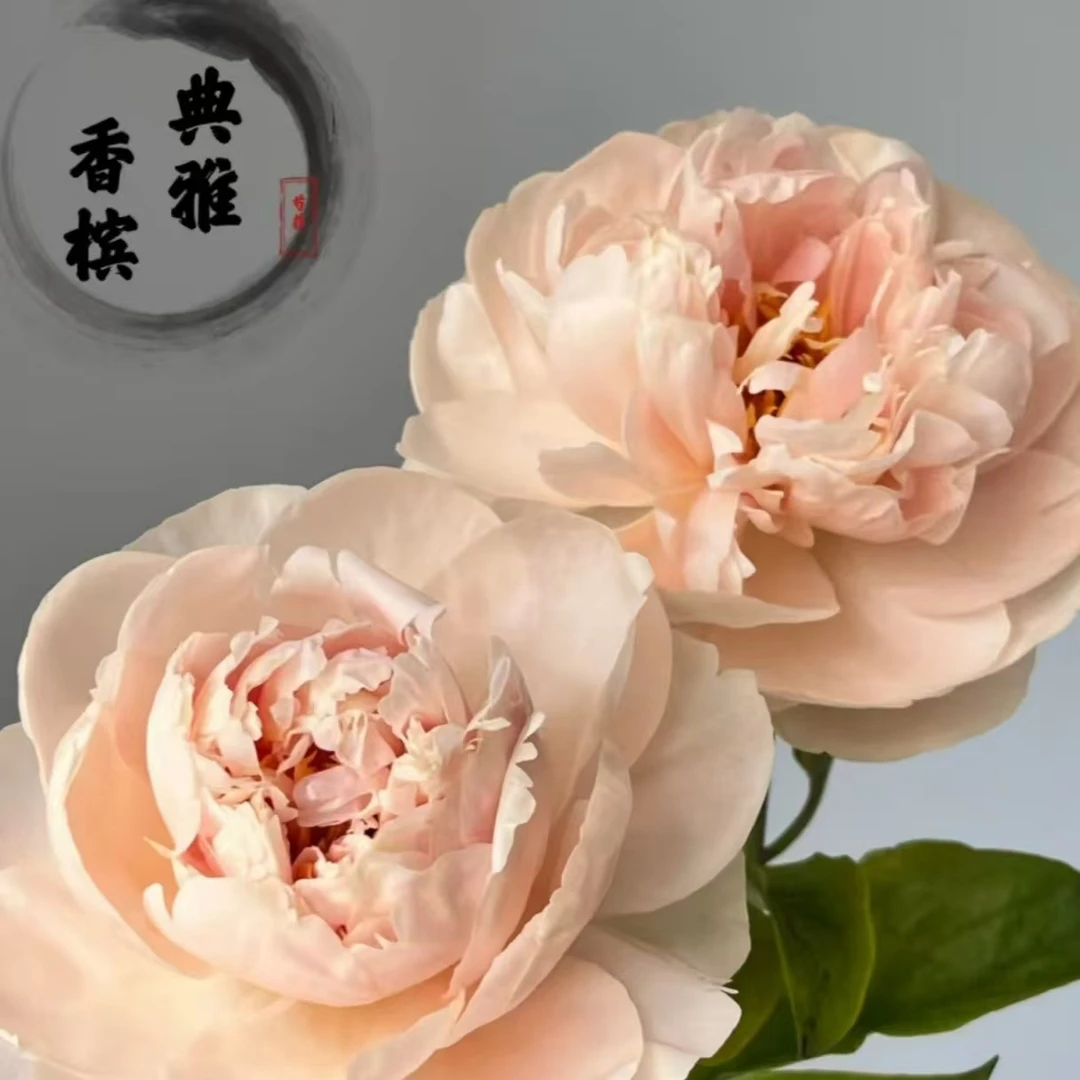 精品芍药苗【雅典香槟】