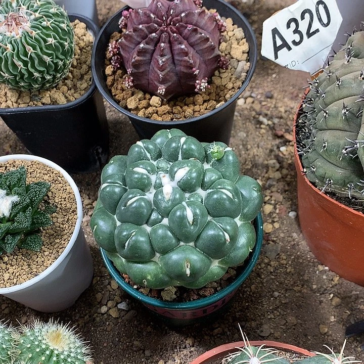 人****˗33333333333333