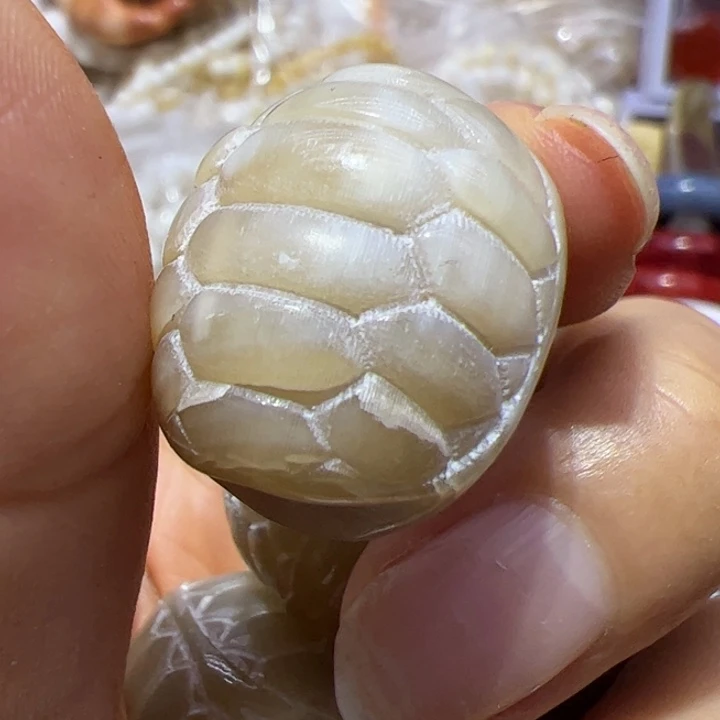 大果紫檀（缅甸花梨）碟白富甲单珠