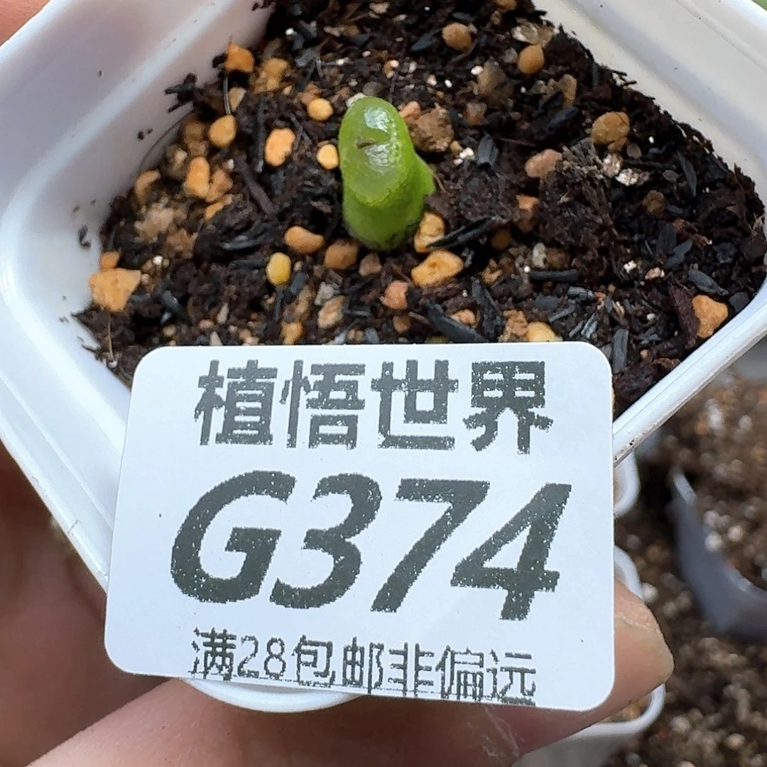 多肉植物的润泽dgbb