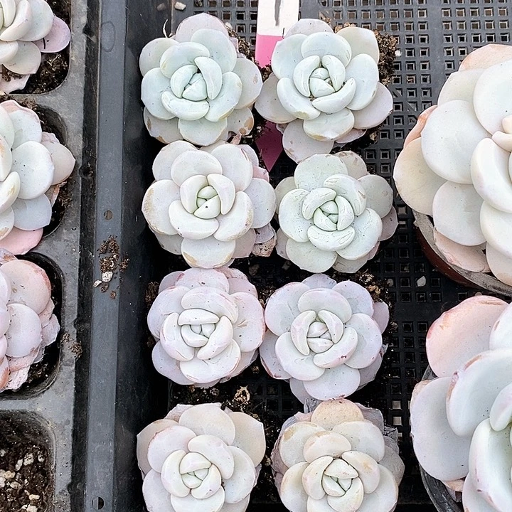 7号直播间一物一拍雪莲8颗