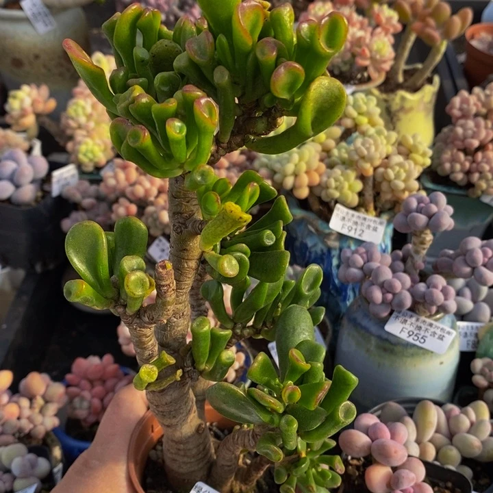 吸财树969多肉植物