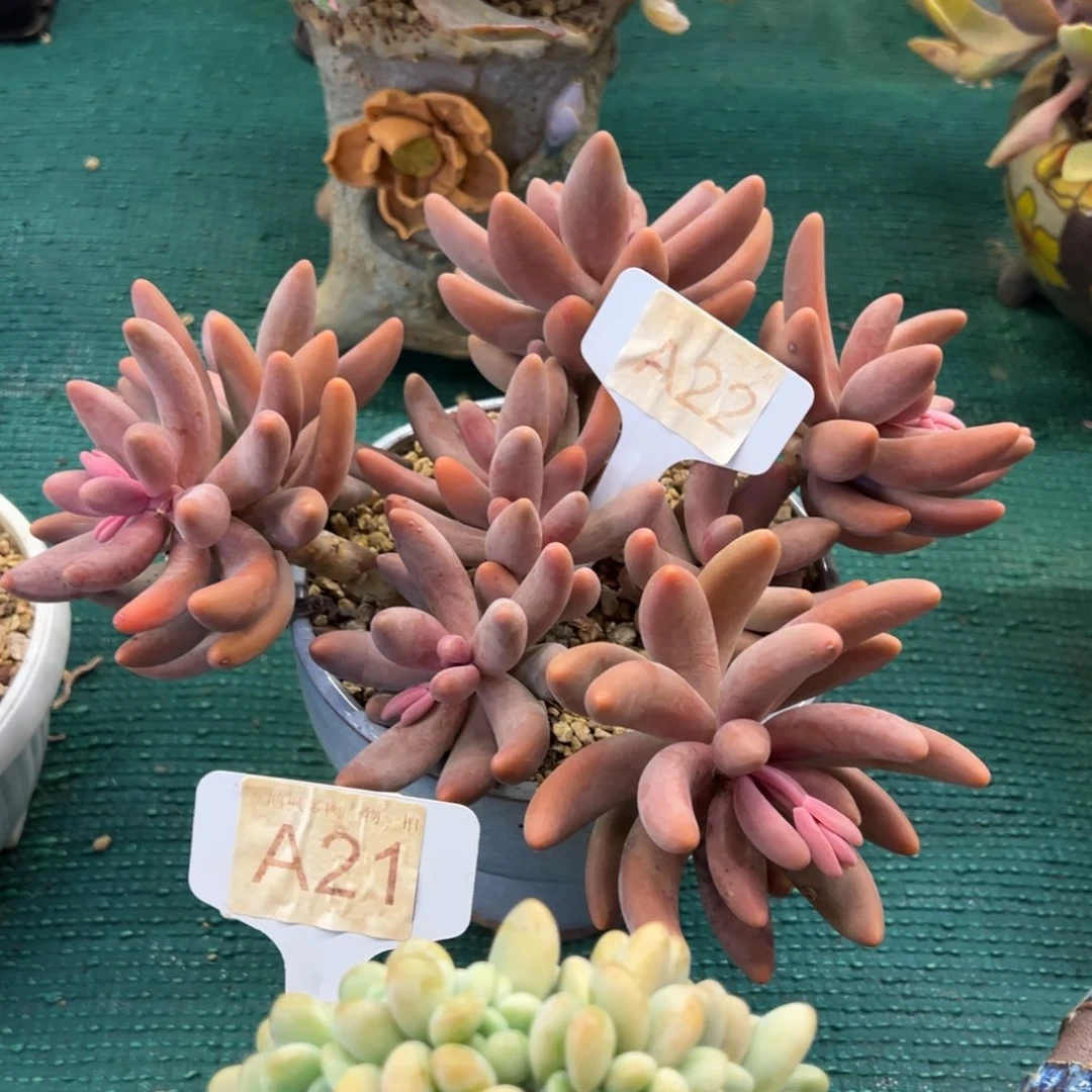 红手指，，，，，，，，，，，，，，