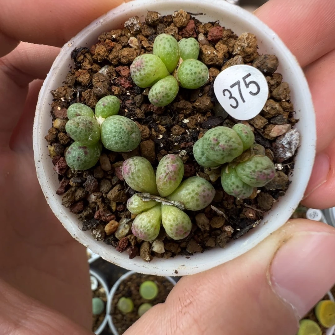 草莓一颗脱土3750000